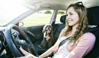 怎么查驾驶证的分 如何查驾驶证的分